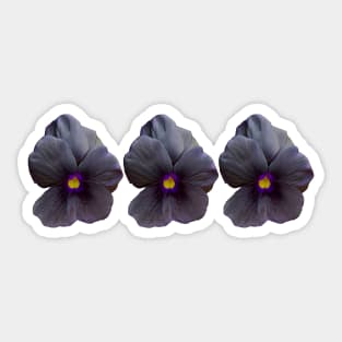 Three Black Viola Flowers Floral Photo Sticker